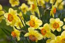 Jonquil daffodils